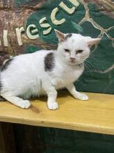 KOTYA, Katze, Europäisch Kurzhaar in Ukraine - Bild 2