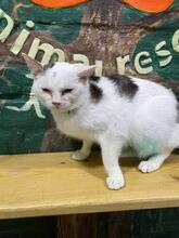 KOTYA, Katze, Europäisch Kurzhaar in Ukraine - Bild 3