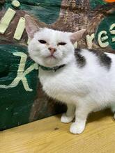 KOTYA, Katze, Europäisch Kurzhaar in Ukraine - Bild 4