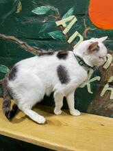 KOTYA, Katze, Europäisch Kurzhaar in Ukraine - Bild 5