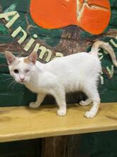 PUMBO, Katze, Europäisch Kurzhaar in Ukraine