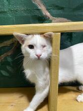 PUMBO, Katze, Europäisch Kurzhaar in Ukraine - Bild 3