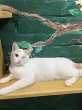 PUMBO, Katze, Europäisch Kurzhaar in Ukraine - Bild 4