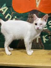 PUMBO, Katze, Europäisch Kurzhaar in Ukraine - Bild 5