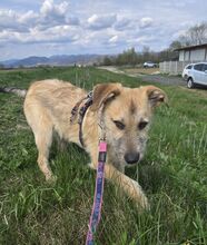 HEXE, Hund, Mischlingshund in Rumänien - Bild 2