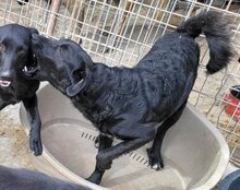 COCO, Hund, Mischlingshund in Kroatien - Bild 10