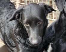 COCO, Hund, Mischlingshund in Kroatien - Bild 11