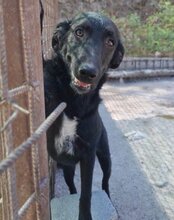 COCO, Hund, Mischlingshund in Kroatien - Bild 12
