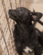 COCO, Hund, Mischlingshund in Kroatien - Bild 14