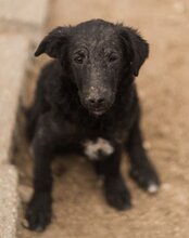 COCO, Hund, Mischlingshund in Kroatien - Bild 15