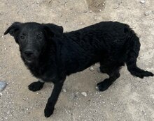 COCO, Hund, Mischlingshund in Kroatien - Bild 16