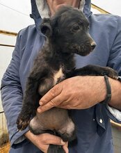 COCO, Hund, Mischlingshund in Kroatien - Bild 17