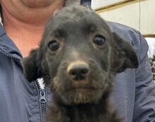 COCO, Hund, Mischlingshund in Kroatien - Bild 18