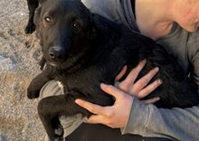 COCO, Hund, Mischlingshund in Kroatien - Bild 2