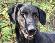 COCO, Hund, Mischlingshund in Kroatien - Bild 3