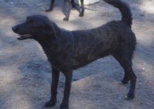 COCO, Hund, Mischlingshund in Kroatien - Bild 4