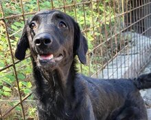COCO, Hund, Mischlingshund in Kroatien - Bild 7