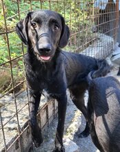 COCO, Hund, Mischlingshund in Kroatien - Bild 8