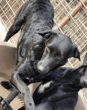 COCO, Hund, Mischlingshund in Kroatien - Bild 9