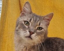 MILO, Katze, Europäisch Kurzhaar in Rumänien - Bild 1