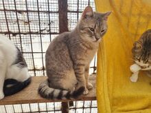 MILO, Katze, Europäisch Kurzhaar in Rumänien - Bild 5