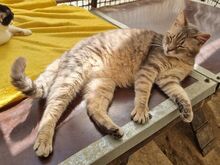 MILO, Katze, Europäisch Kurzhaar in Rumänien - Bild 8