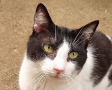 TIFFY, Katze, Europäisch Kurzhaar in Rumänien - Bild 1