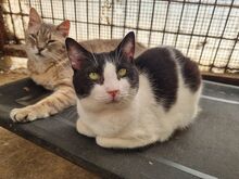 TIFFY, Katze, Europäisch Kurzhaar in Rumänien - Bild 2