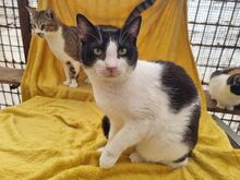 TIFFY, Katze, Europäisch Kurzhaar in Rumänien - Bild 3