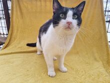 TIFFY, Katze, Europäisch Kurzhaar in Rumänien - Bild 4