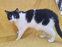 TIFFY, Katze, Europäisch Kurzhaar in Rumänien - Bild 5