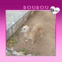 BOUBOU, Hund, Mischlingshund in Griechenland - Bild 1