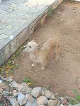 BOUBOU, Hund, Mischlingshund in Griechenland - Bild 3