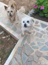 BOUBI, Hund, Mischlingshund in Griechenland - Bild 2