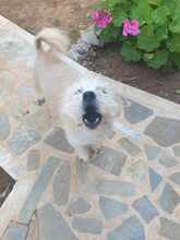 BOUBI, Hund, Mischlingshund in Griechenland - Bild 3