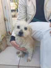 BOUBI, Hund, Mischlingshund in Griechenland - Bild 4