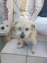 BOUBI, Hund, Mischlingshund in Griechenland - Bild 5