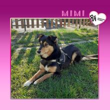 MIMI, Hund, Mischlingshund in Bulgarien - Bild 1