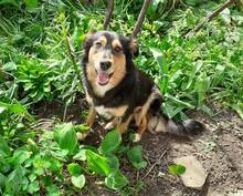 MIMI, Hund, Mischlingshund in Bulgarien - Bild 2