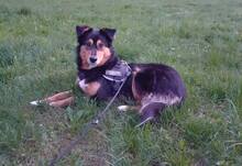 MIMI, Hund, Mischlingshund in Bulgarien - Bild 3