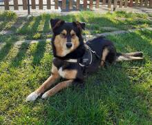 MIMI, Hund, Mischlingshund in Bulgarien - Bild 4