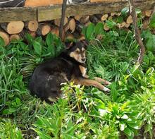MIMI, Hund, Mischlingshund in Bulgarien - Bild 5