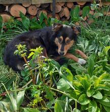 MIMI, Hund, Mischlingshund in Bulgarien - Bild 6