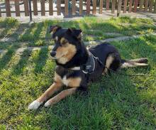MIMI, Hund, Mischlingshund in Bulgarien - Bild 7