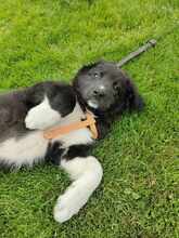 BLESSY, Hund, Mischlingshund in Rumänien - Bild 1