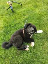 BLESSY, Hund, Mischlingshund in Rumänien - Bild 2