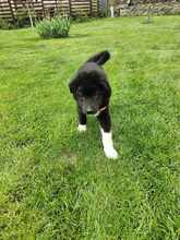 BLESSY, Hund, Mischlingshund in Rumänien - Bild 3