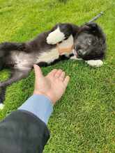 BLESSY, Hund, Mischlingshund in Rumänien - Bild 4
