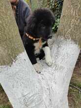 BLESSY, Hund, Mischlingshund in Rumänien - Bild 5