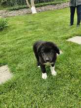 BLESSY, Hund, Mischlingshund in Rumänien - Bild 6
